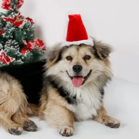 3D Christmas Santa Hat for Dog