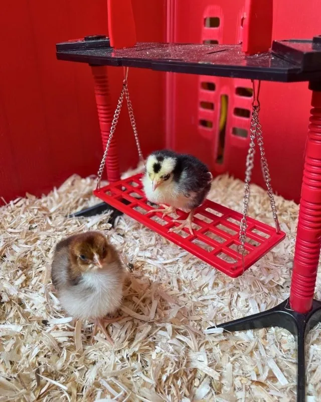 RentACoop Chick Swing and Versatile Chick Feeder Waterer and Accessory Stand Set