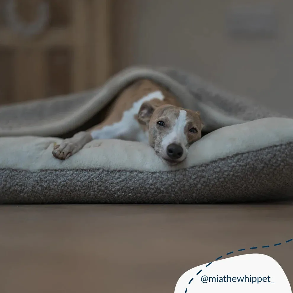 Sleepy Burrows Boucle Collection
