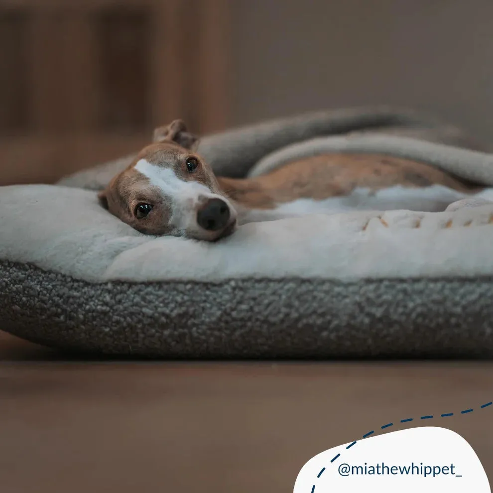 Sleepy Burrows Boucle Collection